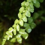 Asplenium viride Blatt