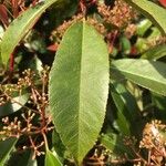 Photinia serratifolia Blad