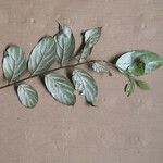 Ocotea argyrophylla List