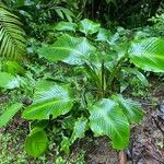 Calathea crotalifera Leaf