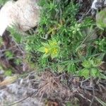 Bupleurum baldense Flower