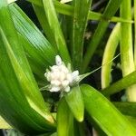 Ophiopogon japonicus 花
