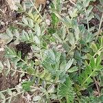 Acaena alpina Φύλλο
