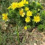 Adonis vernalis عادت داشتن