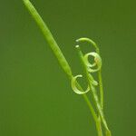 Cardamine oligosperma Frutto