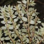 Euphorbia dioeca Habit