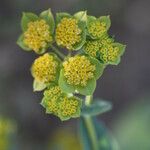 Bupleurum lancifolium Flower