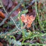 Erica tetralix Frukto