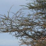 Acacia tortilis Агульны выгляд