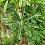 Lupinus arboreusBlad