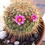 Mammillaria wrightii Flor