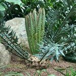 Encephalartos horridus Hábitos