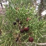 Juniperus phoenicea Фрукт