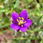 Spergularia rubra Flower