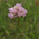 Armeria canescens Λουλούδι