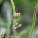 Coleanthus subtilis Fruit