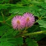 Mimosa pudicaFlors