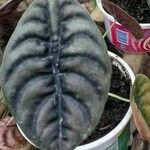 Alocasia cuprea Blatt