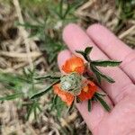 Sphaeralcea coccinea Blodyn