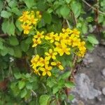 Senecio angulatusFlower