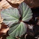 Cardamine angustata পাতা