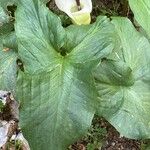 Arum idaeum Leaf