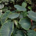 Colocasia esculentaبرگ