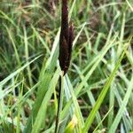 Carex acuta Çiçek