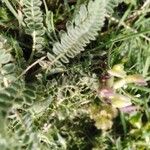 Astragalus caprinus Folha