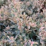 Atriplex semibaccata Blatt