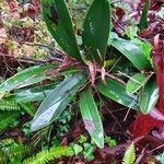 Dendrobium speciosum برگ