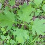 Smallanthus uvedalia Leaf