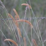 Setaria sphacelata Habitatea