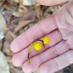 Loranthus europaeus Fruit