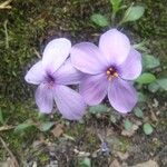 Phlox stolonifera Kwiat