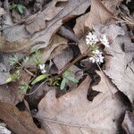 Erigenia bulbosa عادت داشتن