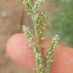 Artemisia marschalliana Flower