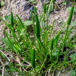 Ranunculus minimus Blatt