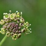 Epikeros pyrenaeus Blomma