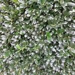 Osmanthus heterophyllus Leaf