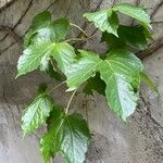 Parthenocissus tricuspidata Blad