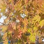 Acer pseudosieboldianum Folha