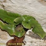 Asplenium sagittatum Natur