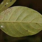 Siparuna decipiens Yaprak