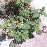 Rubus pruinosus পাতা