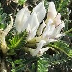 Astragalus tragacantha Flower