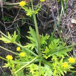 Sanicula arctopoides Blüte