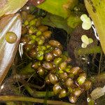 Potamogeton nodosus Fruit