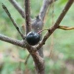 Frangula alnus Fruit