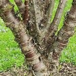 Prunus serrula Corteza